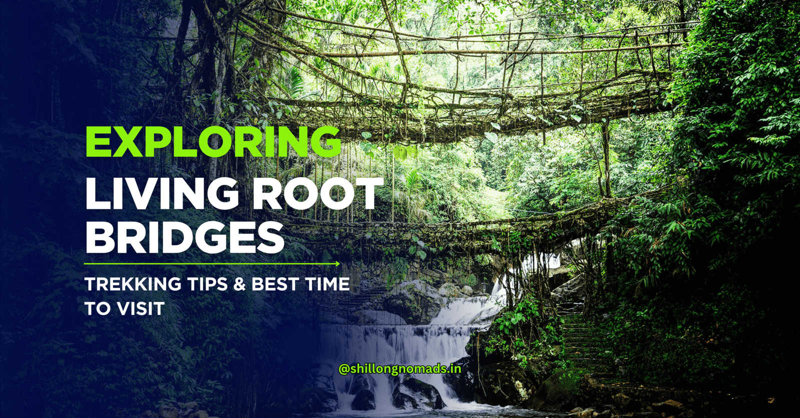 Living Root Bridge